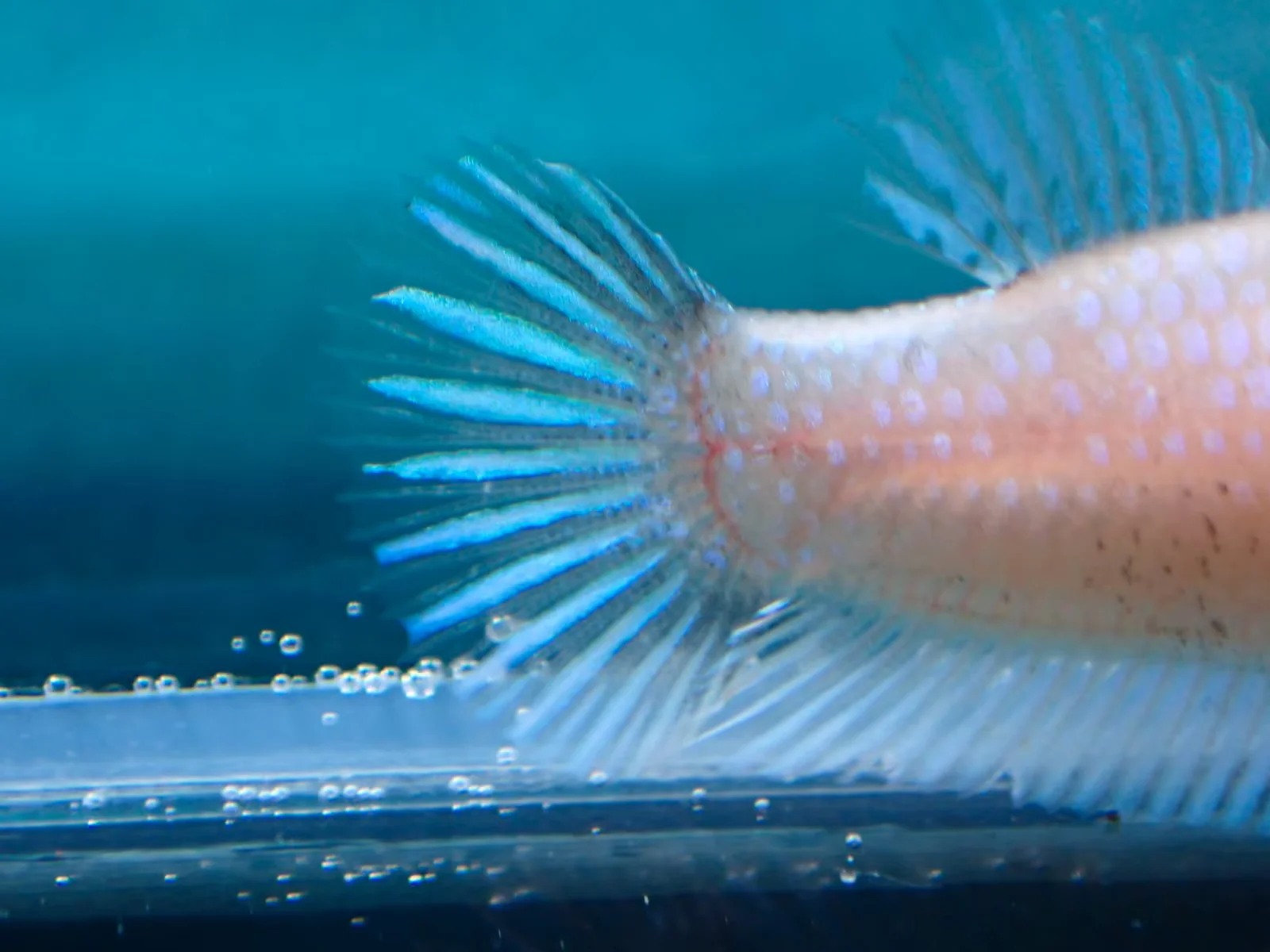 Helle Jungfische mit feinen Farbakzenten (männlich) - Bild 7