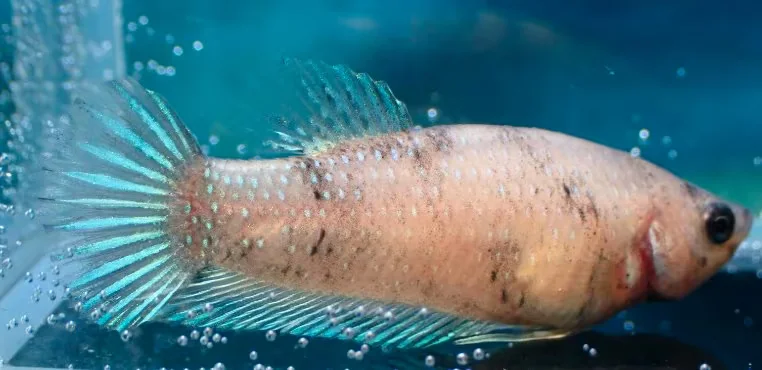 Helle Jungfische mit feinen Farbakzenten (männlich) - Bild 8