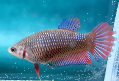 /assets/images/fish/girl_1/XX.webp