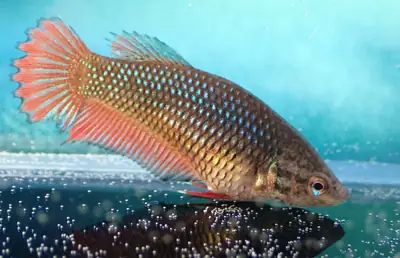 /assets/images/fish/girl_2/XX.webp