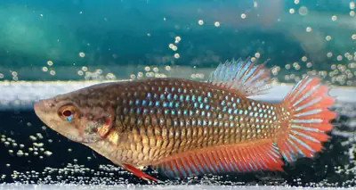 /assets/images/fish/girl_3/XX.webp