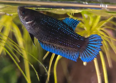 /assets/images/fish/saphira/IMG_20260403_141701.webp