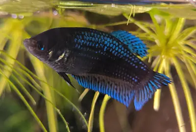 /assets/images/fish/saphira/IMG_20260403_141702.webp