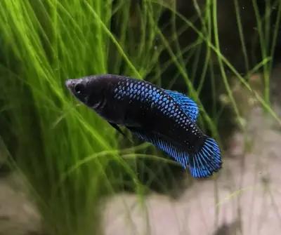 /assets/images/fish/saphira/XX.webp