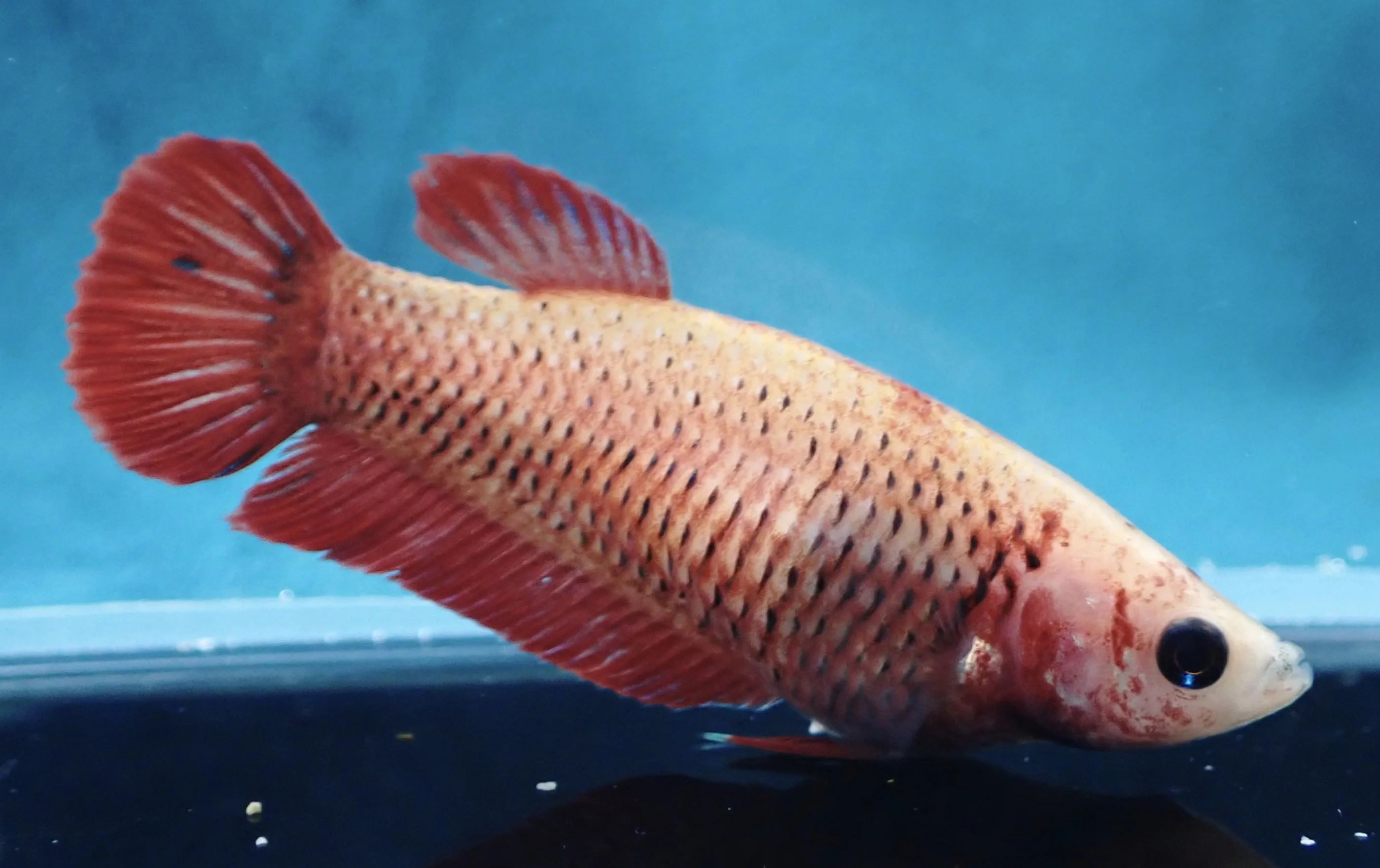 Sonnenschein - Bild 6