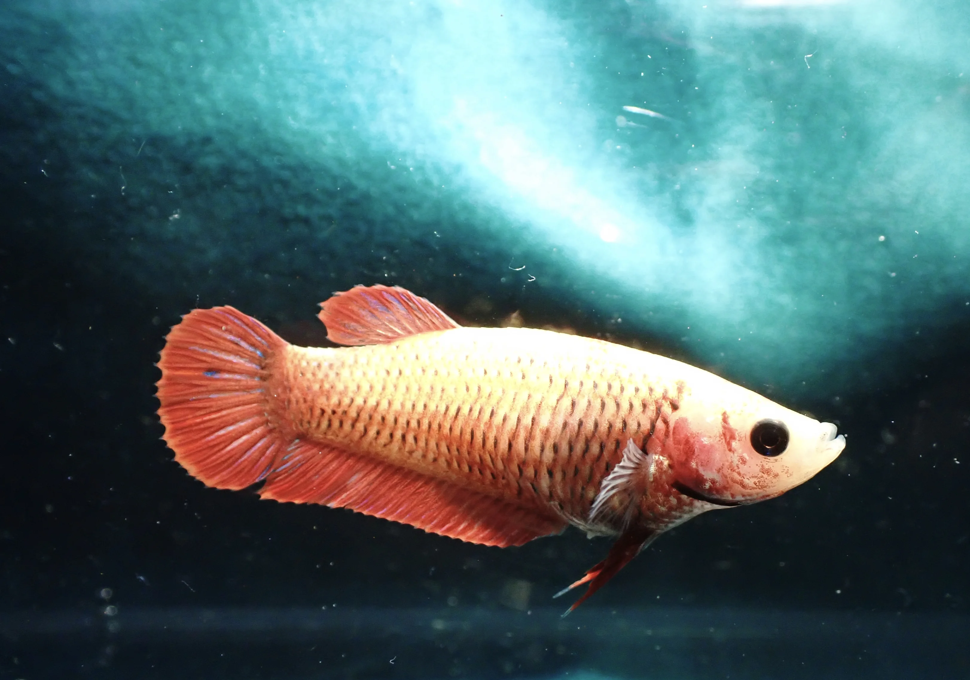 Bild von Sonnenschein