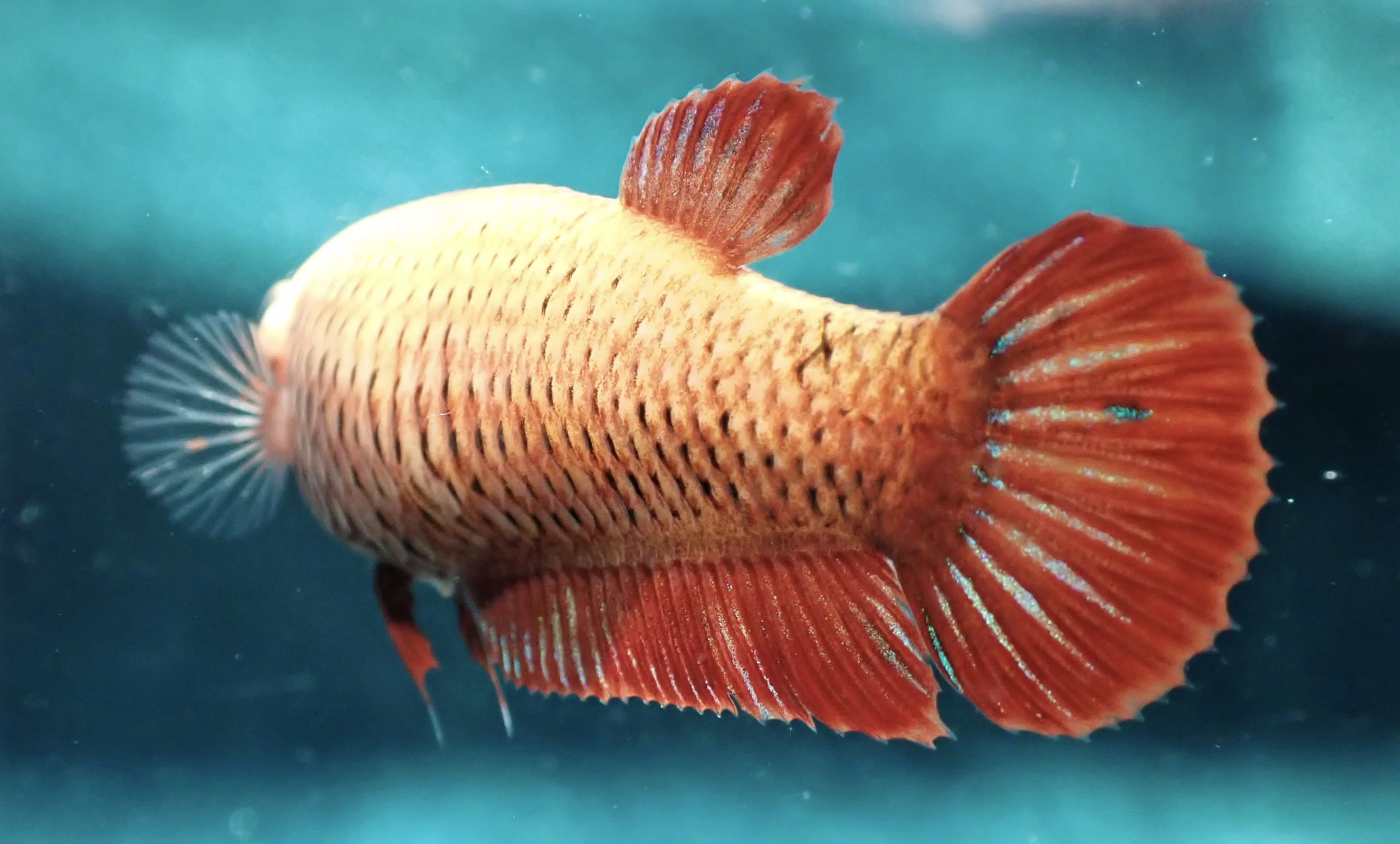 Sonnenschein - Bild 4