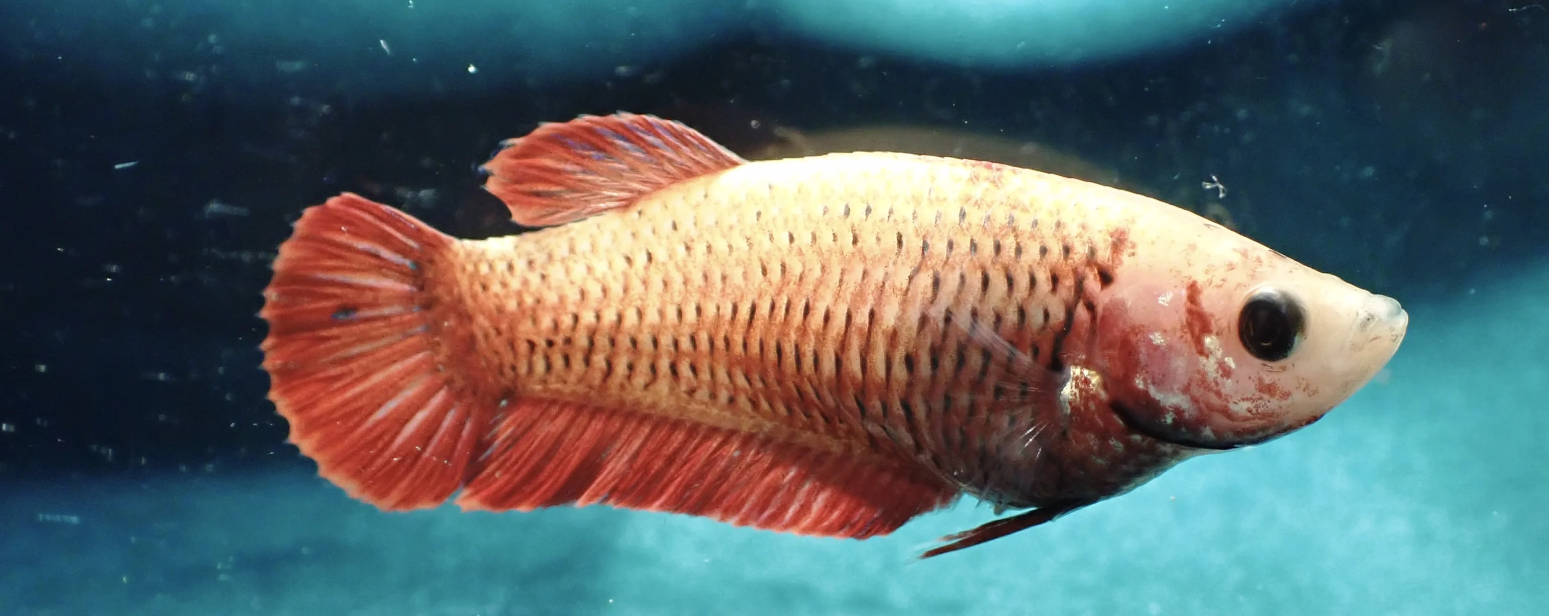 Sonnenschein - Bild 3