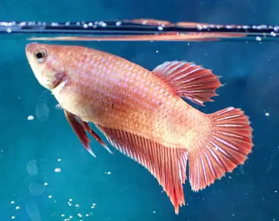 /assets/images/fish/zuko/XX.webp