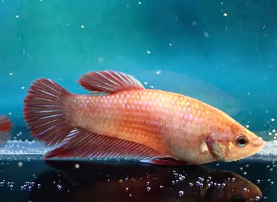 /assets/images/fish/zuko/zuko (1).webp