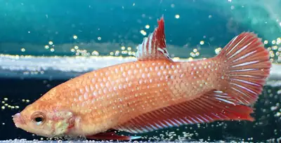 /assets/images/fish/zuko/zuko (2).webp