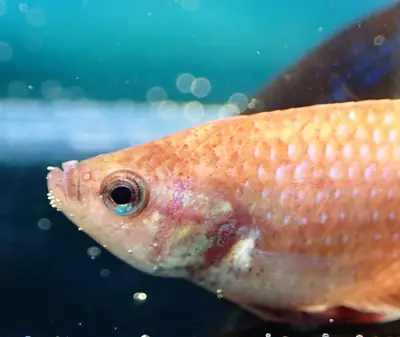 /assets/images/fish/zuko/zuko (3).webp
