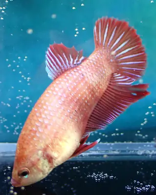 /assets/images/fish/zuko/zuko (4).webp