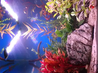 tank_lagune_thumbnail.webp
